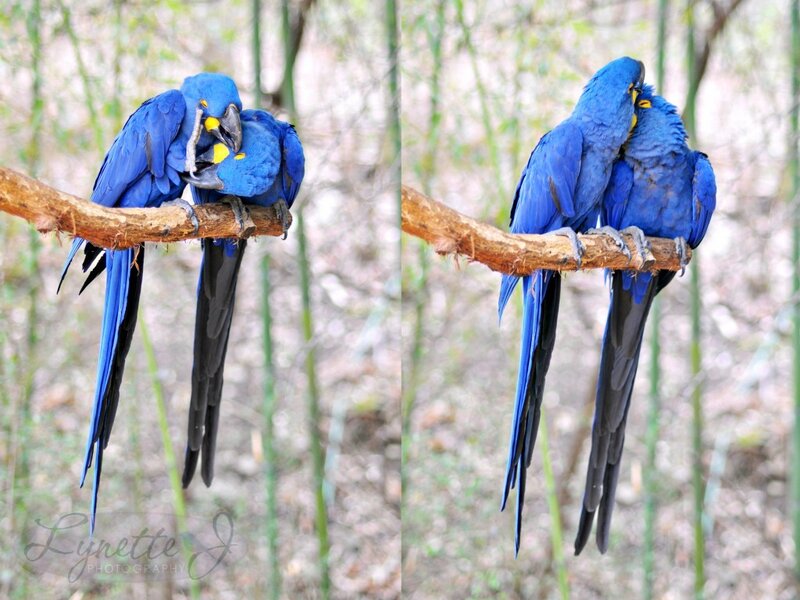Blue Macaws on Branch