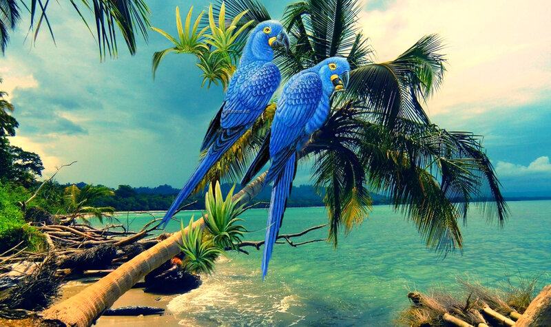 Blue Macaws on Palm Tree