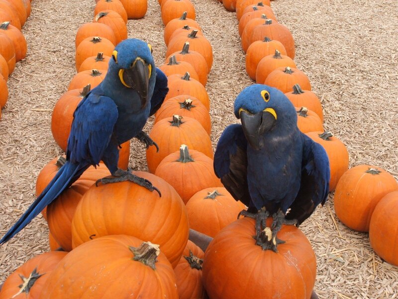Blue Macaws on Pumpkins