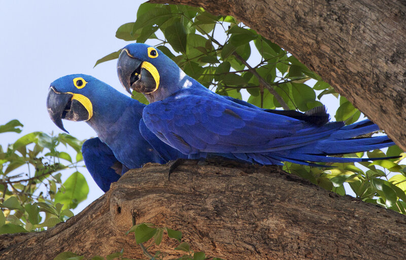 Blue Macaws on Tree