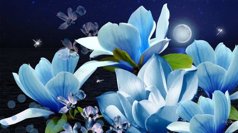 Blue Magnolia Flowers
