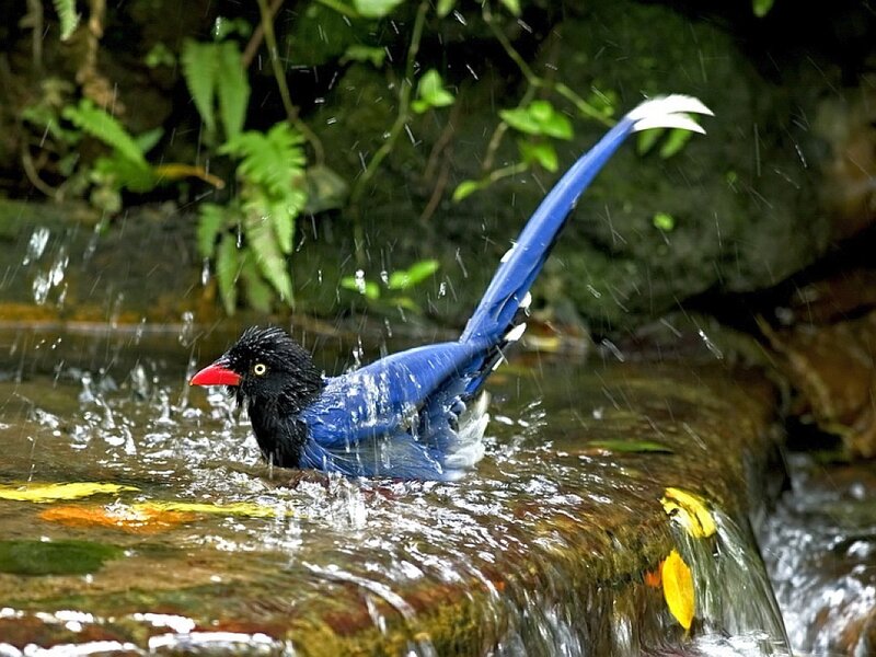 Blue magpie bathing in stream