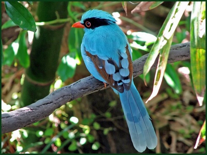 Blue Magpie Bird
