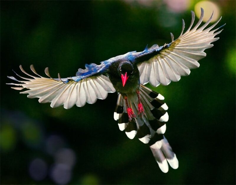 Blue Magpie in Flight — Black