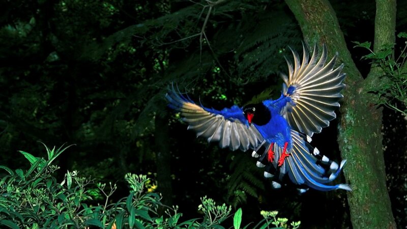 Blue Magpie in Flight — Dramatic, Night