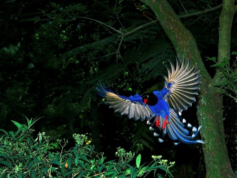 Blue Magpie in Flight — Dramatic
