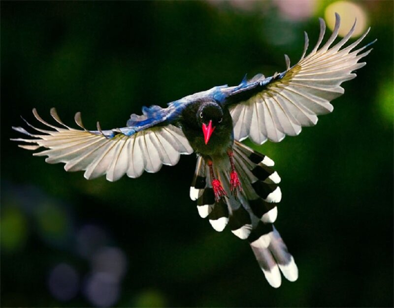 Blue Magpie in Flight — Dynamic, Photograph