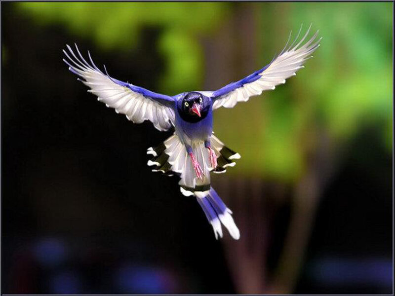 Blue Magpie in Flight — Dynamic