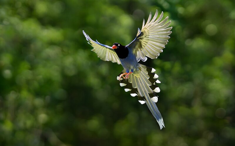 Blue Magpie in Flight — Green, Dynamic, Afternoon