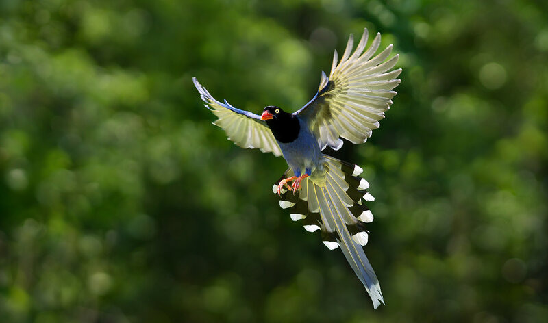 Blue Magpie in Flight — Green, Dynamic