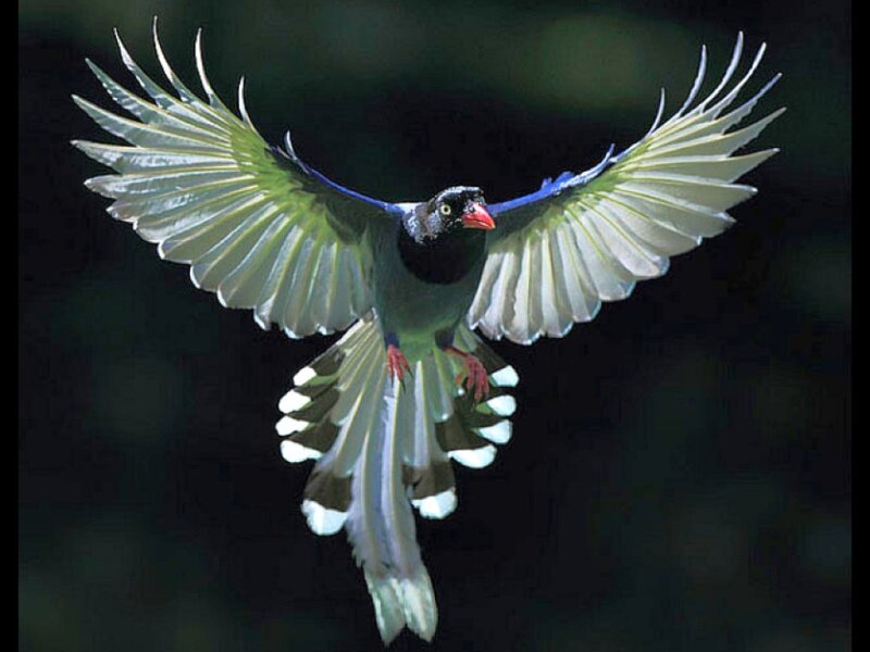 Blue Magpie in Flight — Green