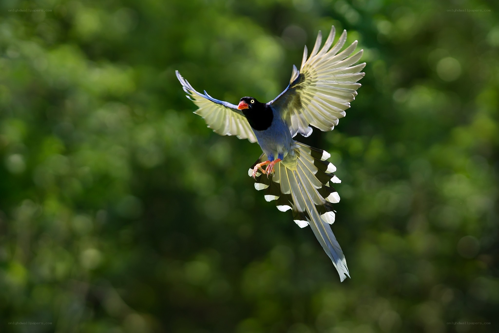Blue magpie in flight