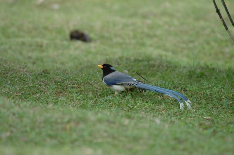 Blue Magpie on Grass