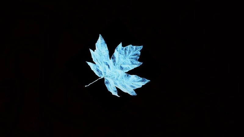 Blue Maple Leaf — Minimalist