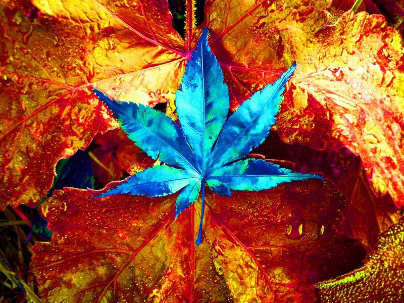 Blue Maple Leaf