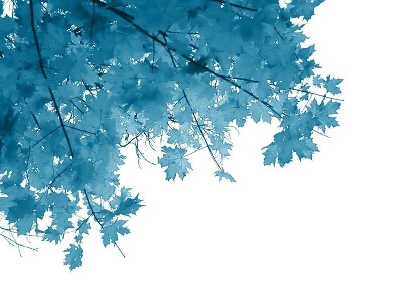 Blue Maple Leaves — Serene, Photograph