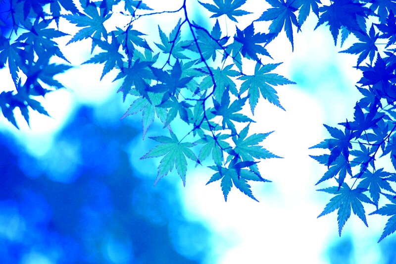 Blue Maple Leaves — Serene