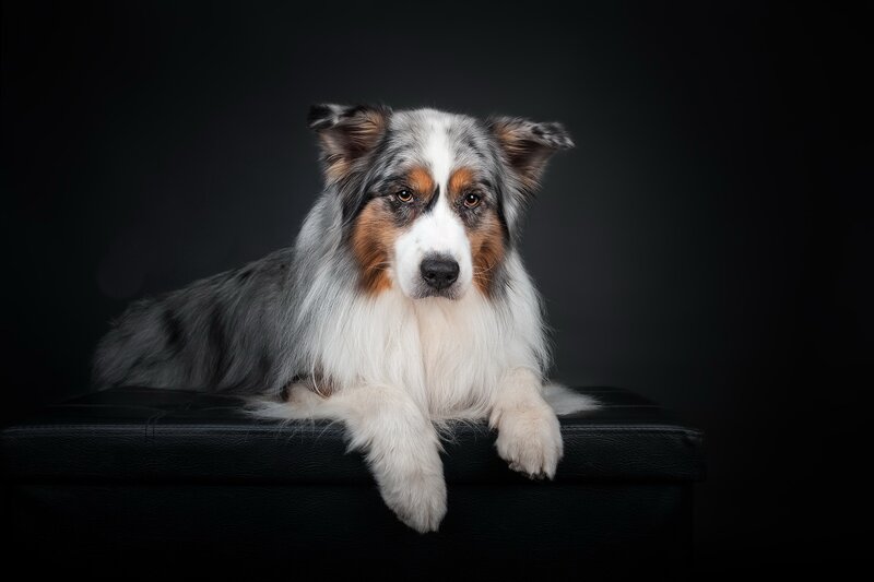Blue Merle Australian Shepherd — Black