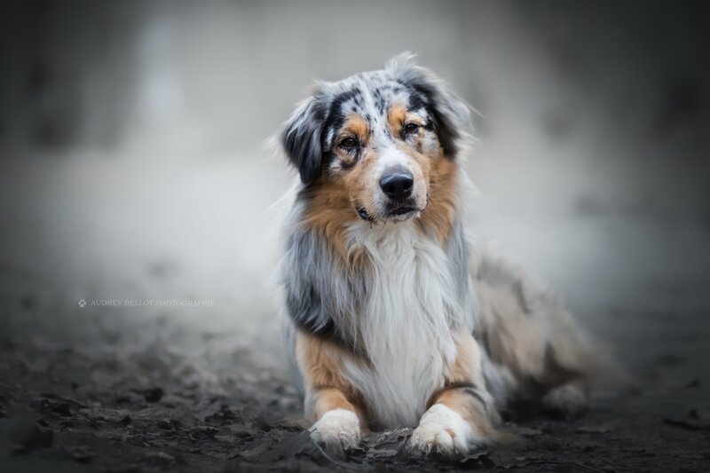 Blue Merle Australian Shepherd — Gray