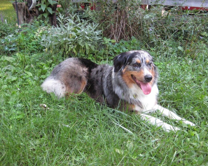 Blue Merle Australian Shepherd — Green, Calm