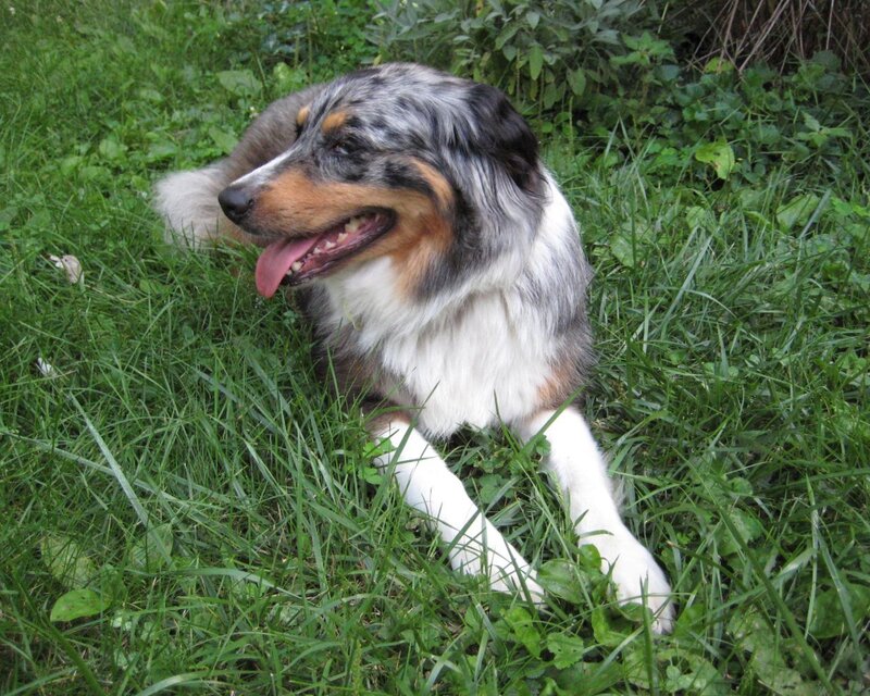 Blue Merle Australian Shepherd — Green, Relaxed