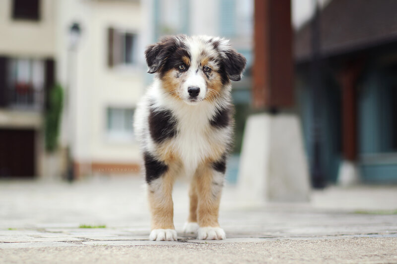 Blue Merle Australian Shepherd Puppy