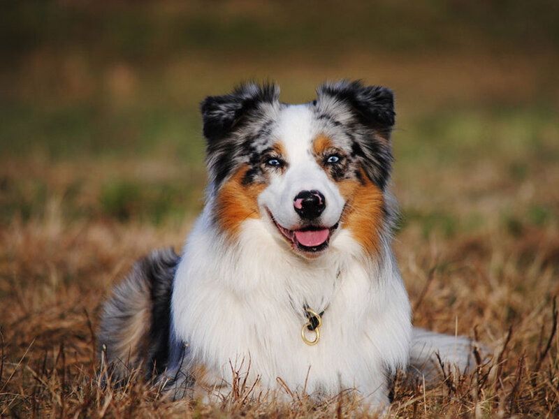 Blue Merle Australian Shepherd — White, Calm