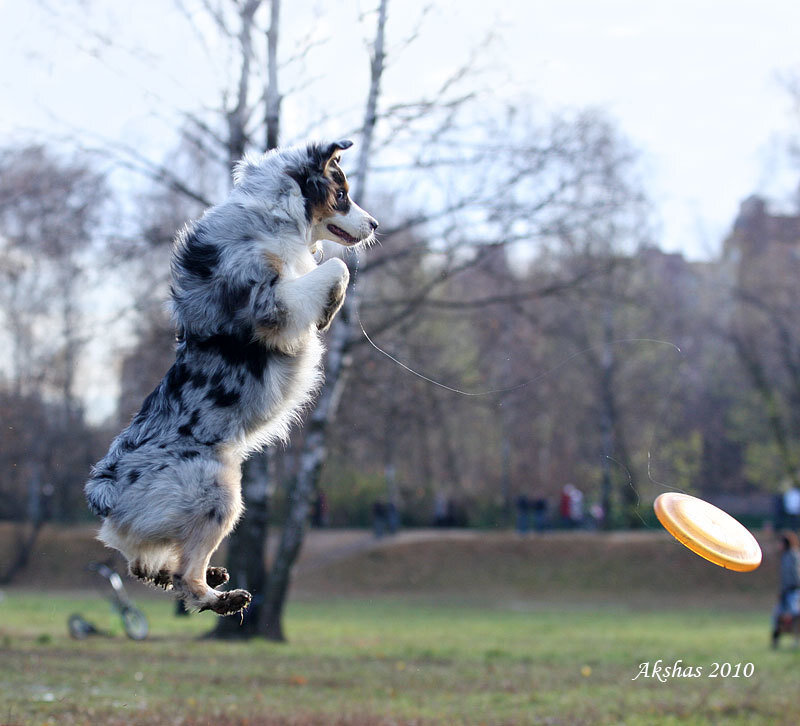 Blue Merle Australian Shepherd — White
