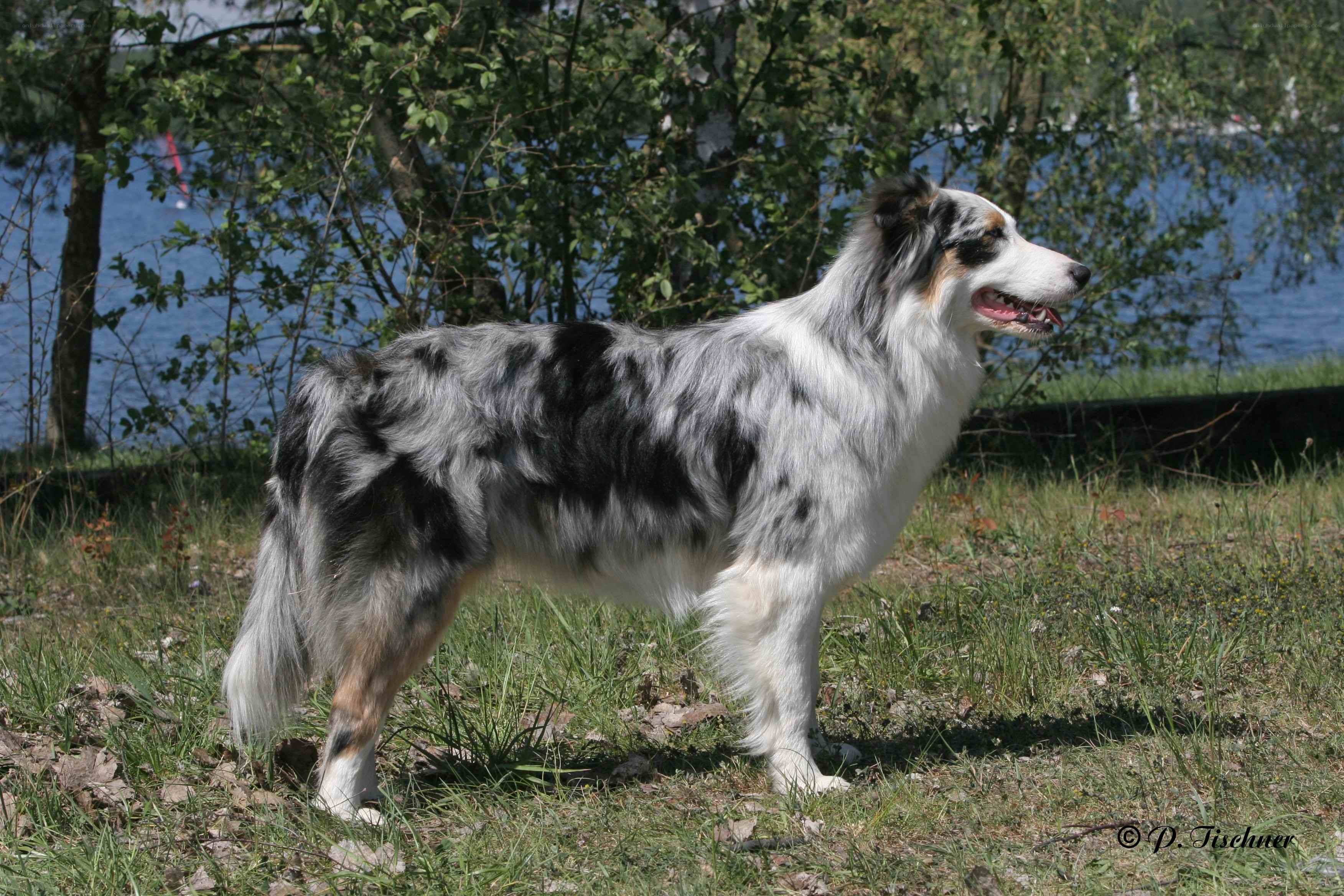 blue merle australian shepherd