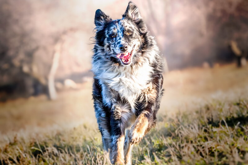 Blue Merle Border Collie — Black