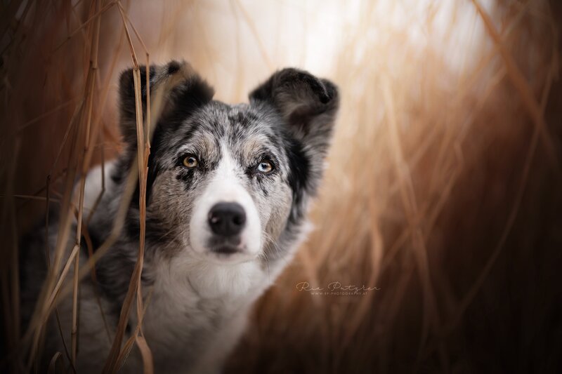 Blue Merle Border Collie — Gray