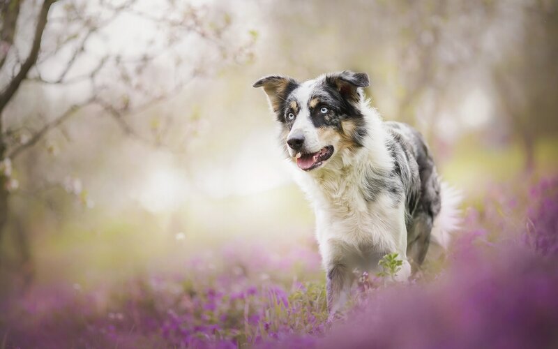 Blue Merle Border Collie — Purple