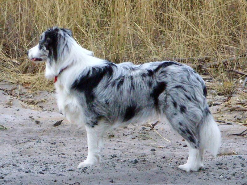 blue merle border collie