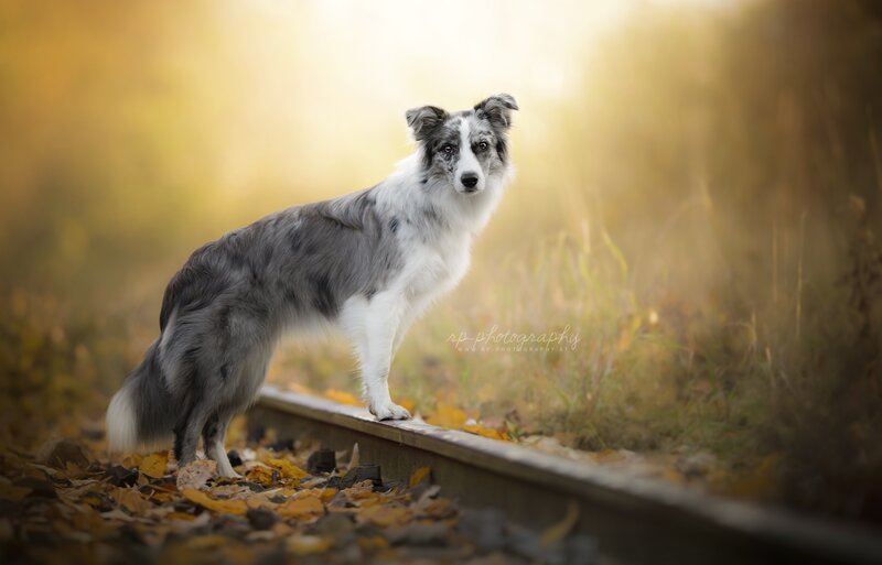 Blue Merle Border Collie — Yellow