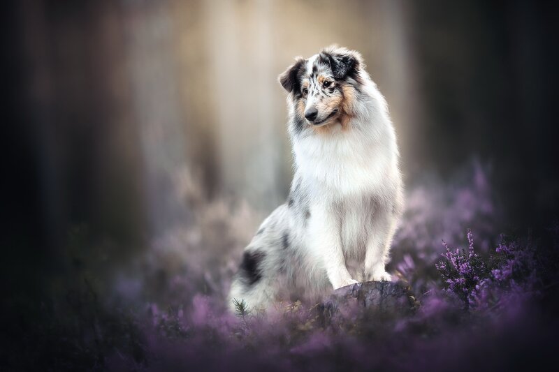 Blue Merle Collie Dog