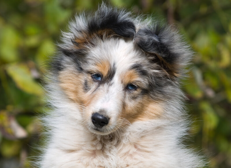 Blue Merle Collie Puppy