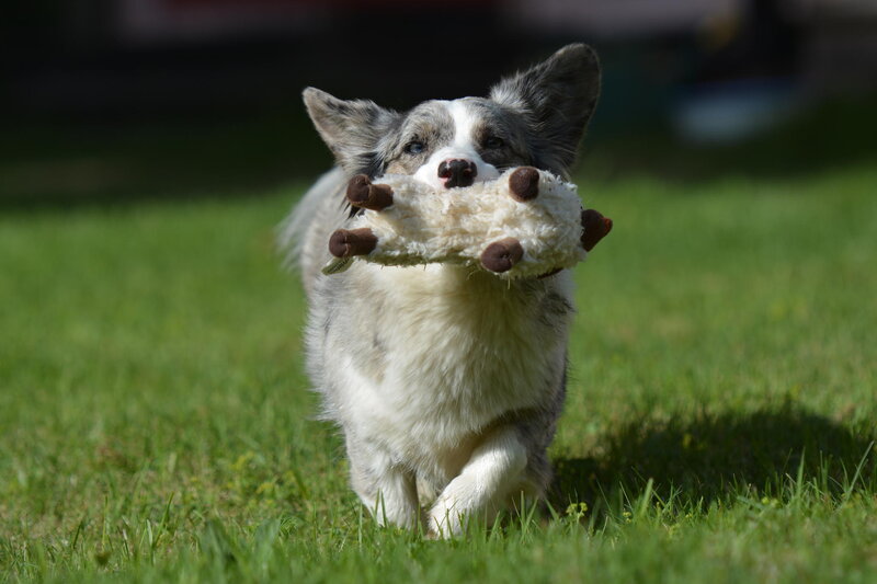 Blue Merle Corgi Dog