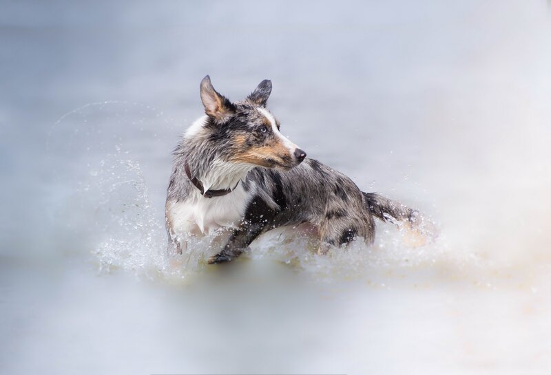 Blue Merle Corgi in Water