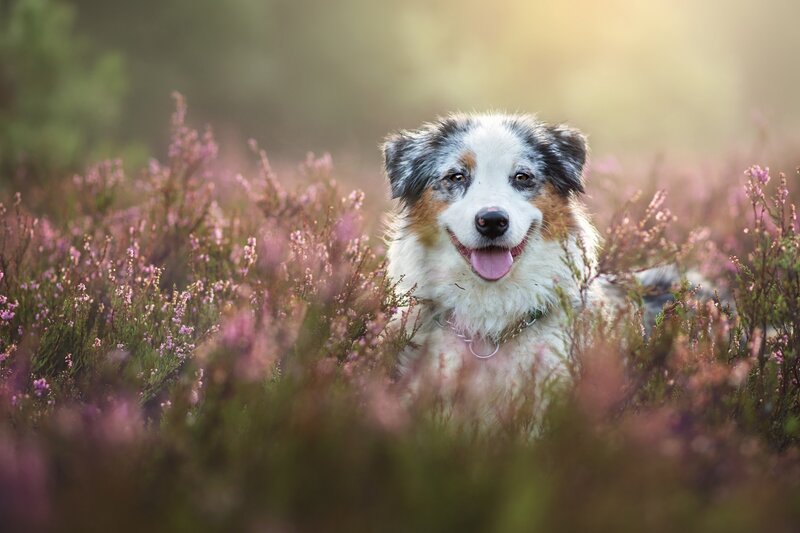 Blue Merle Dog in Heather