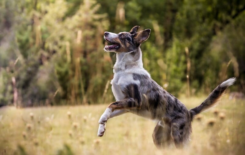 Blue Merle Dog Jumping