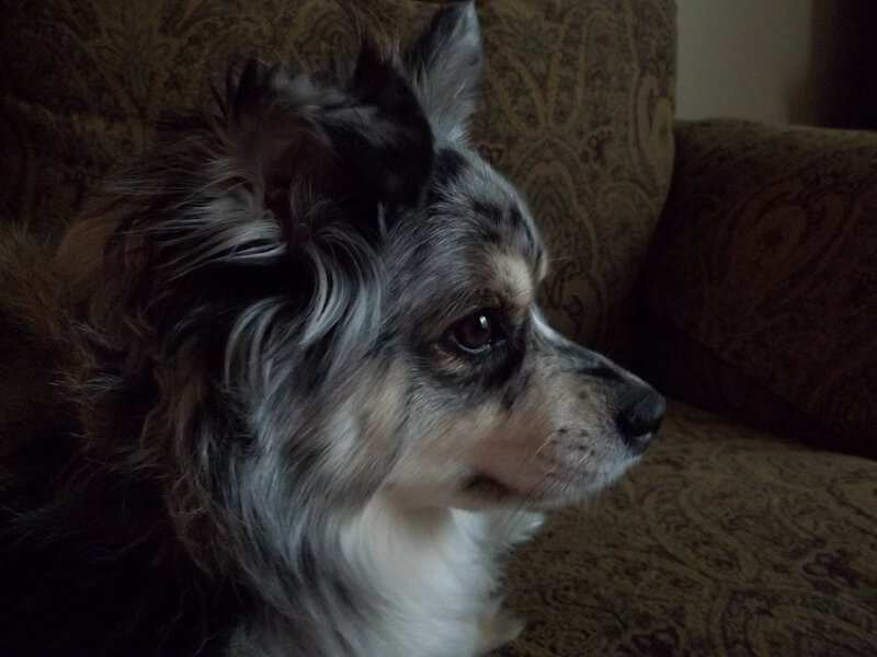 Blue Merle Dog on Couch