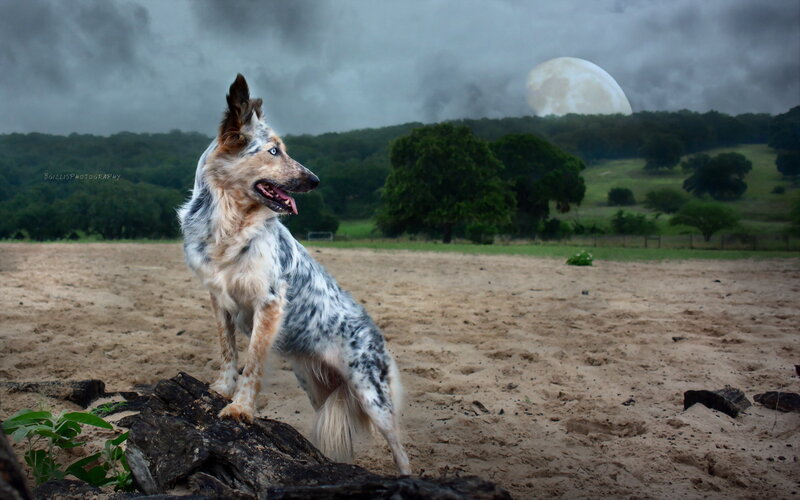 Blue Merle Dog on Rock