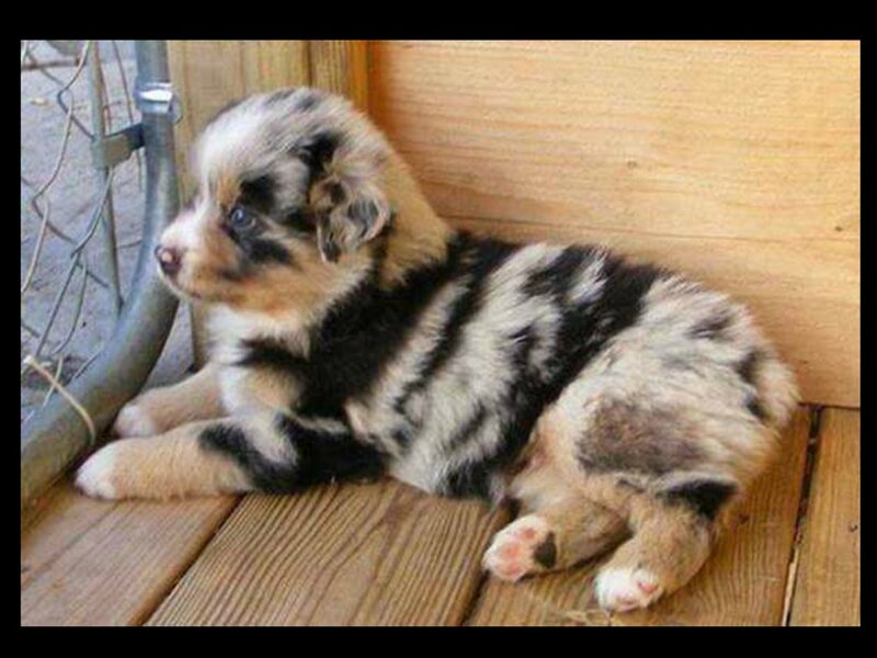 Blue Merle Puppy — Black