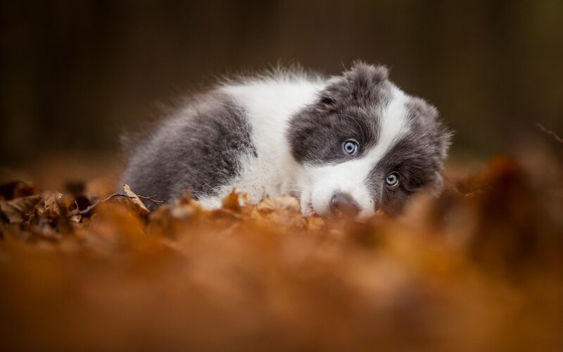 Blue Merle Puppy — Brown, Calm