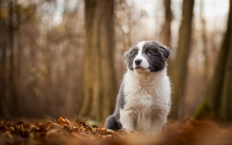 Blue Merle Puppy — Brown