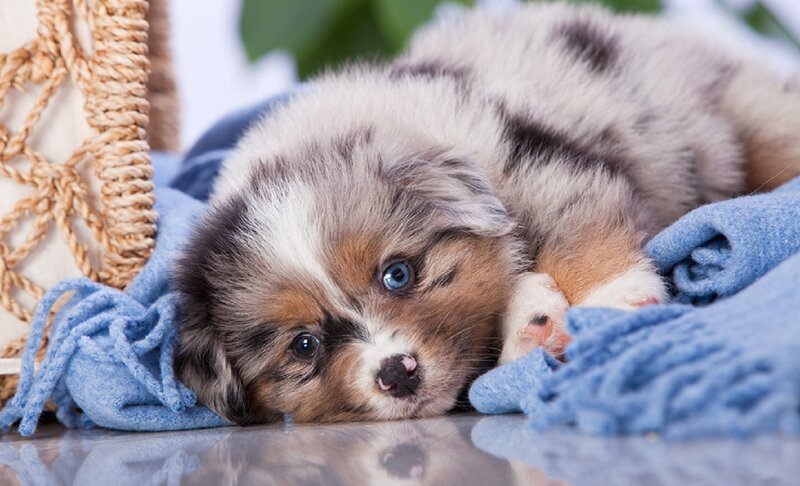 Blue Merle Puppy — Calm