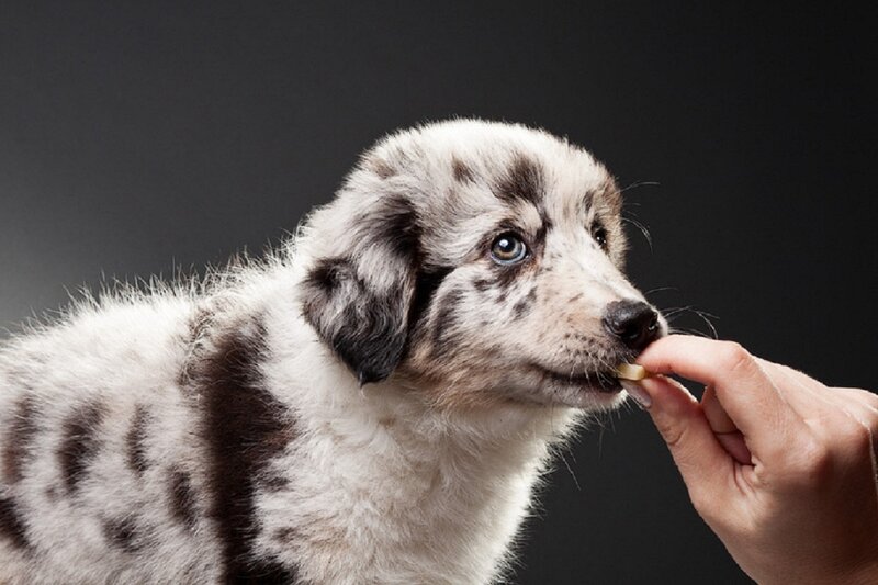Blue Merle Puppy Eating
