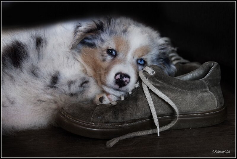 Blue Merle Puppy — Gray