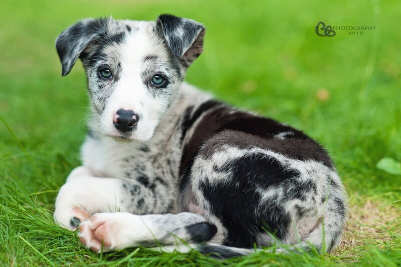 Blue Merle Puppy — Green, Calm