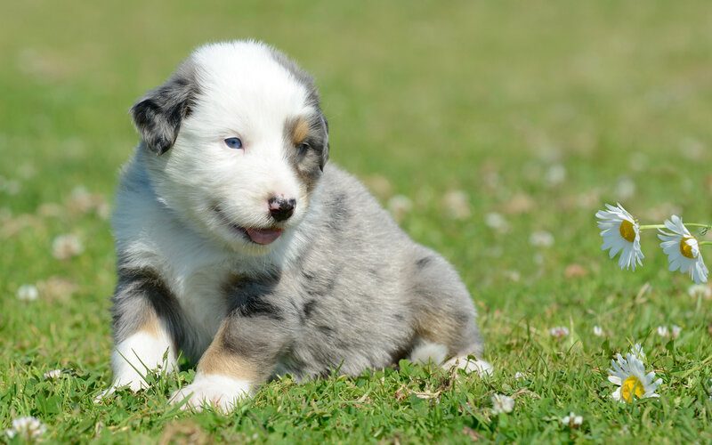 Blue Merle Puppy — Green, Peaceful